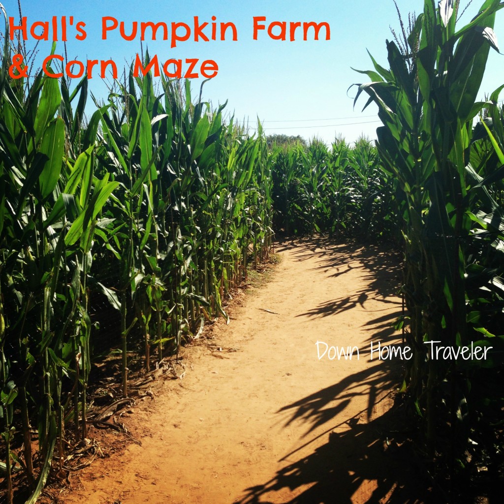 Hall's Pumpkin Farm and Corn Maze 2013