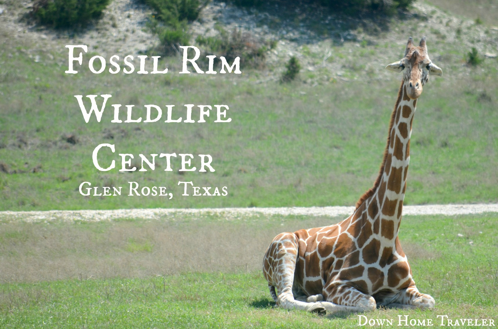 Fossil Rim Wildlife Center Down Home Traveler Down Home Traveler