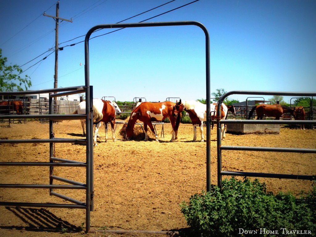 DFW-Bucket-List, Horseback-Riding, Texas, Horses,Outdoor-Activities, Stables