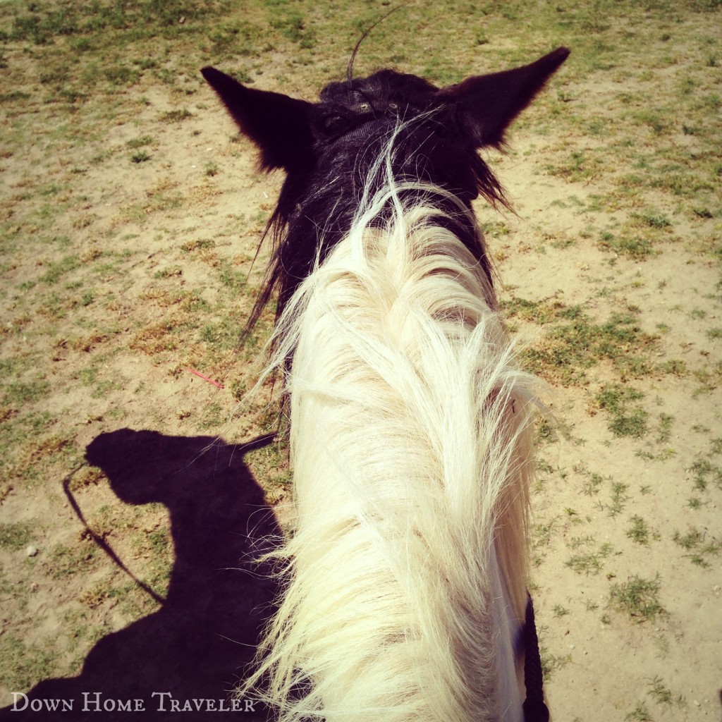 Catch the Moment, Horse, Trail Ride, Texas, Benbrook Stables