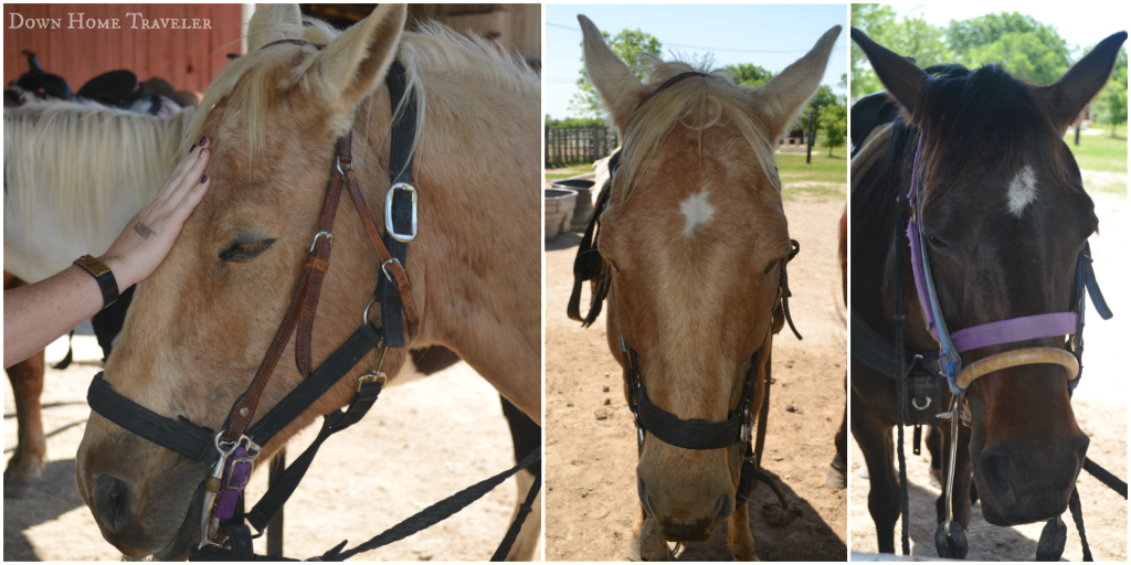 DFW-Bucket-List, Horseback-Riding, Texas, Horses,Outdoor-Activities
