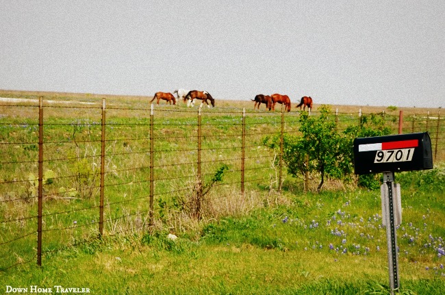 DFW-Bucket-List, Texas, DFW, Ranch, Texas-Ranch, Horses