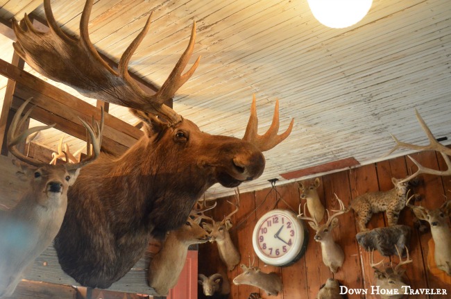 Taxidermy, Moose, Dancehall, Texas, Historic Places, Bar, Bluff-Dale, Small-Texas-Towns, 