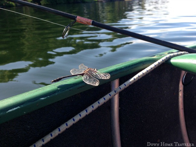 Vermont, Canoeing, fishing, Fairfield Pond, Dragonfly