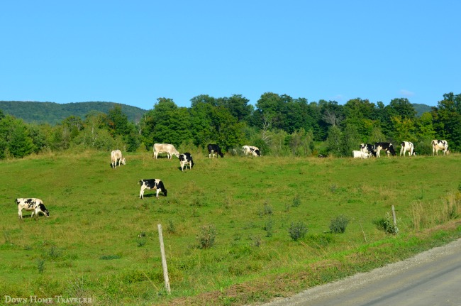 #Vermont #Animals #Cows #Dairy #DairyFarmers