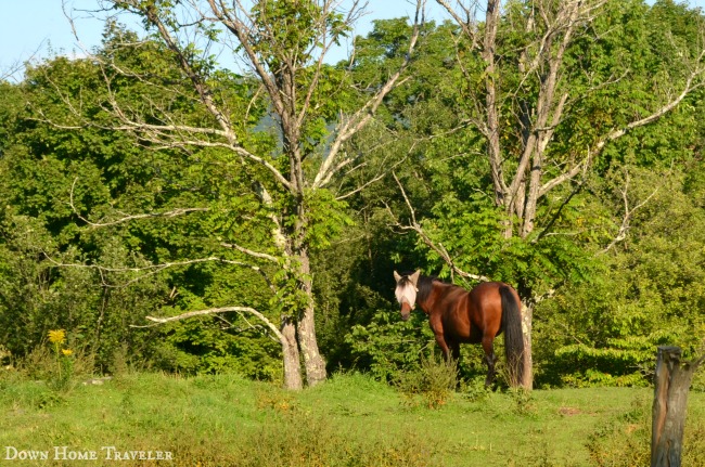 #Vermont #horse #farmers #franklincounty