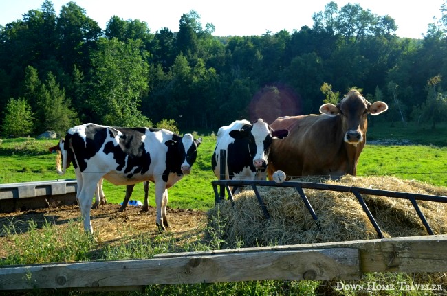#Vermont #Animals #Cows #Dairy #DairyFarmers