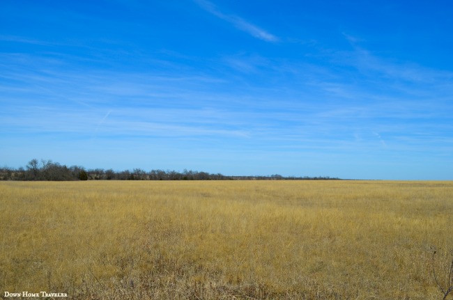 Native-Prairie-Grassland0582a